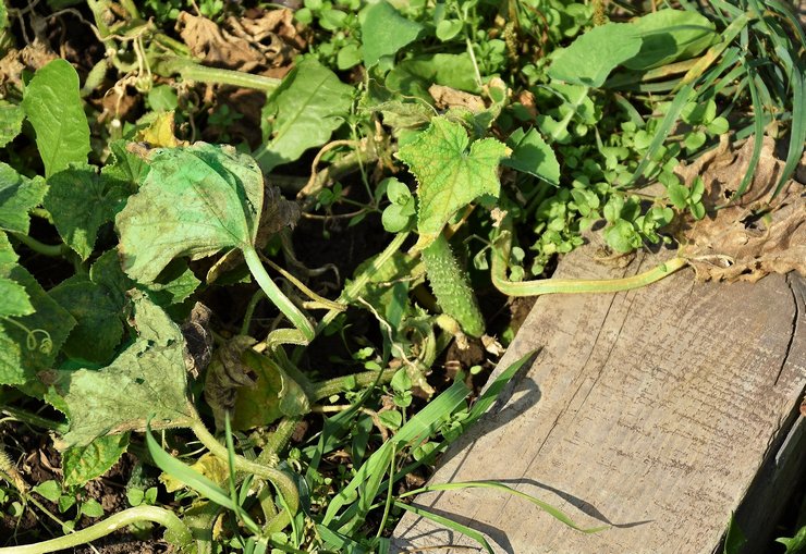 A bed of cucumbers