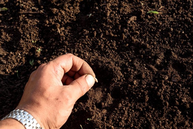 How to sow cucumbers