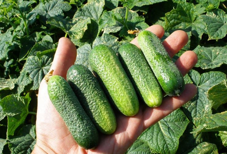 Lukhovitsky cucumbers