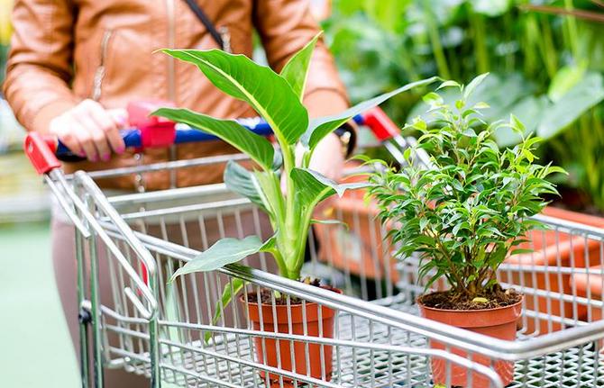 Hoe een plant of bloemen correct te kopen?