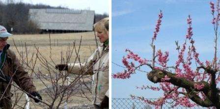 In the fall, the tree is pruned in order to prepare it for winter. All activities should be carried out after harvest and the end of the growing season.