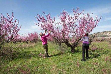 Pruning old peaches in spring, summer, autumn. Video for beginners