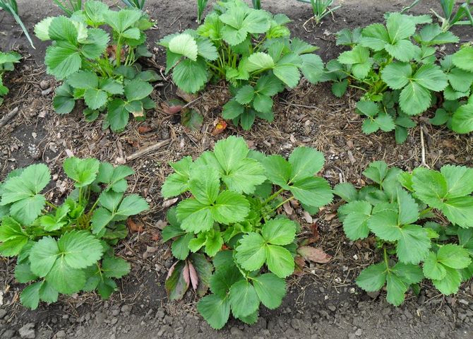 Sadzenie truskawek w rzędach