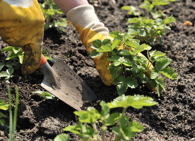 Jak prawidłowo sadzić truskawki - 4 metody sadzenia