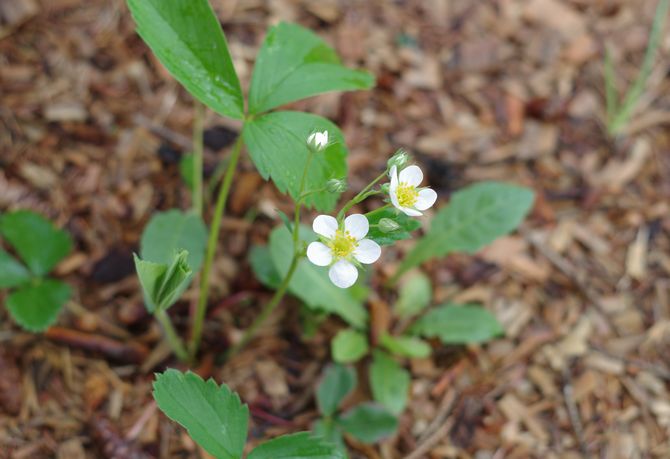 Propagation of strawberries using uterine bushes