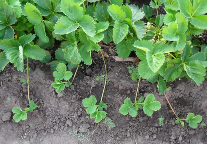 Transplanting strawberry seedlings to a new site is best done in the last month of summer