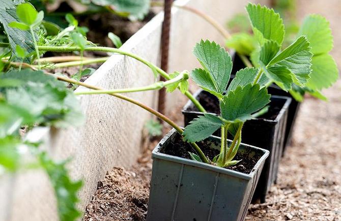 How to properly propagate strawberries with a mustache