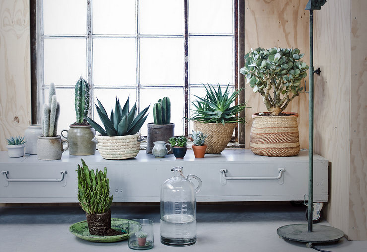 Which houseplants to choose?