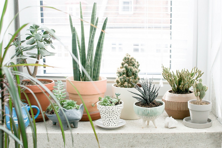 How to choose the right plants for east and west windows