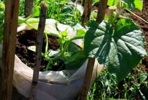 Подгответе почвата за засаждане на краставици и отглеждане в торби. Можете да използвате обикновена зеленчукова смес или сами да смесите почва и оборски тор. Напълнете торбите 1/3 с подготвена почва,