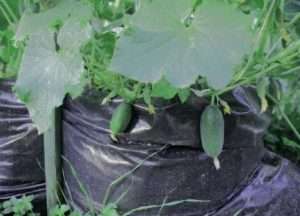 Сега можете да започнете да засаждате семена от краставици в торби. За да направите това, направете малки дупки в почвата между напоителните тръби и засадете там няколко семена от краставици. Краставиците се засаждат не само в горната част на торбата