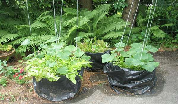 Засаждане на краставици в торби с почва. Видео и снимка