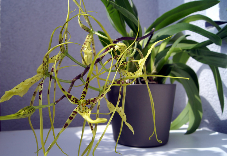 Brassia wrattig