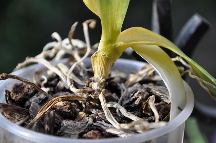 Problemen en moeilijkheden bij het verzorgen van orchideeën