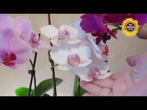 How to prolong orchid bloom. Blooming orchid.