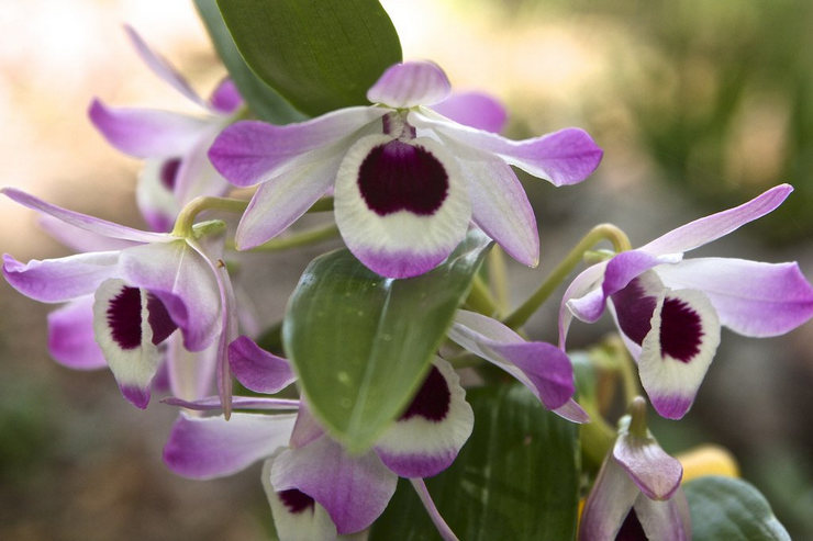 Types of orchids and rules for caring for them