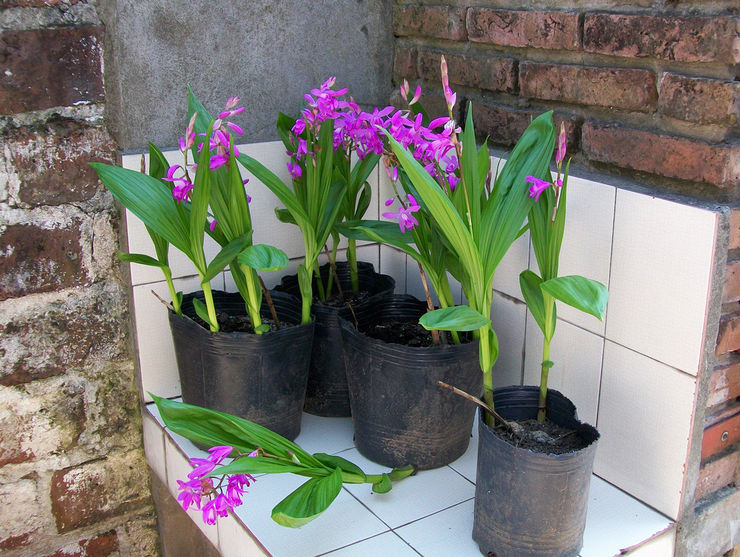 Bletilla hyacint