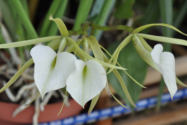 Brassavola