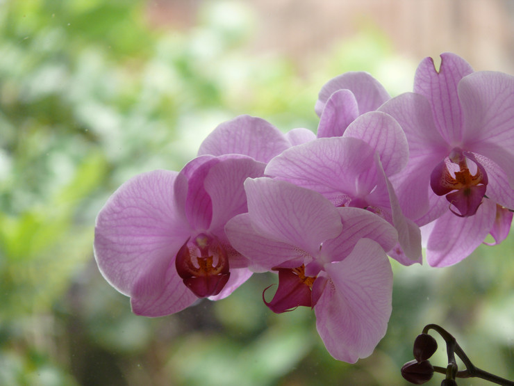 Kenmerken van het verzorgen van een orchidee thuis voor en na de bloei. Het advies. Foto