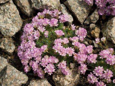 Armeria gyep
