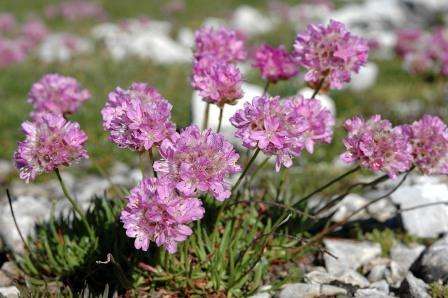 armeria rózsaszín