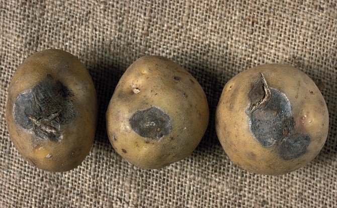 Zgnilizna to główny problem, który prowadzi do zniszczenia ziemniaków