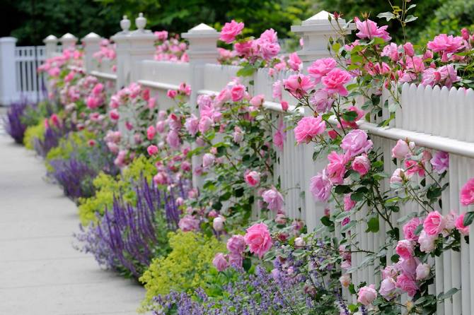 Класическата розова градина включва засаждане само на рози.