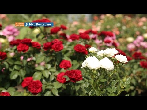 Изграждайте и живейте. Розария (01.08.2016)