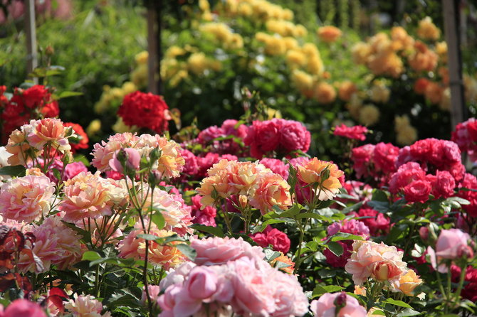 Направете розова градина в градината със собствените си ръце. Избор на място в страната и сортове рози, подготовка на сайт. Снимка за дизайн
