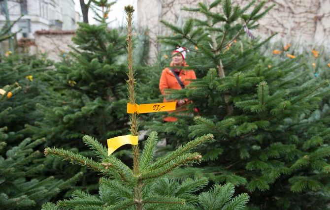 Tips on how to choose the right Christmas tree