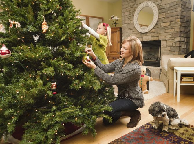 How to choose a fresh tree. Choosing a Christmas tree for the New Year correctly