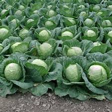 If you plan to grow cabbage with seedlings, then the seeds also need to be prepared, but planted in specially prepared boxes.
