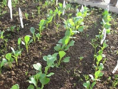 It is important not only to take care of the harvest and timely watering, but also to think about how to keep the cabbage heads intact. Cabbage butterflies - lay eggs on cabbage leaves, resulting in caterpillars that eat the plant