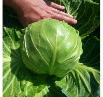 How to grow white cabbage in the country from seeds and seedlings