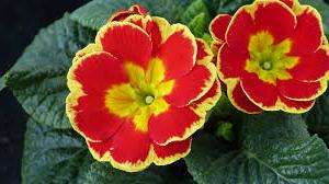 For distillation, a plant of two years of life or an older flower divided into bushes is suitable. Before the onset of frost, primroses should be dug out, trying to keep the root ball of earth. After that, the plants are immediately planted in pots or boxes.