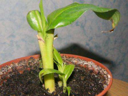 banaan thuis hoe te groeien