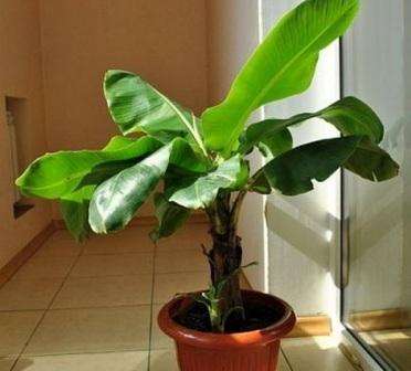 Advanced summer residents know how to grow a banana from seeds, as well as from a purchased banana. Before planting a plant, decide for what purpose. If you sow the seeds of a banana tree, then an uncultivated