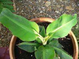 banana in a pot