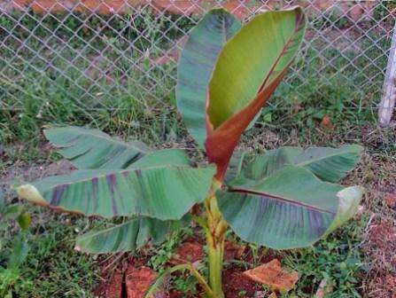 Regardless of whether you bought a plant or grew it yourself from seeds, it is important to properly care for it in the future. Remember banana needs good drainage, which can be done with expanded clay.