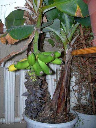 temperature regime 25-30 degrees. Under optimal conditions, a banana grows quickly and after the appearance of 10-15 leaves and blooms.