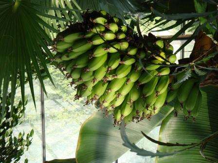 Hoe bananen thuis te kweken. Foto en video