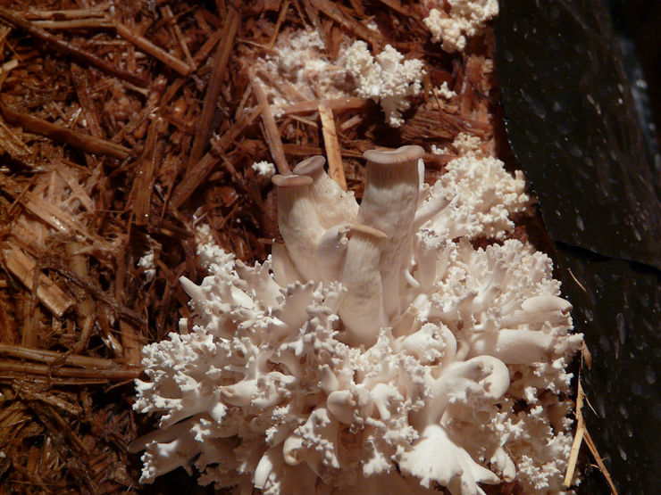 Een perceel voor het kweken van oesterzwammen kan zich in een gewone moestuin bevinden