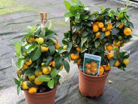 Calamondin: growing at home