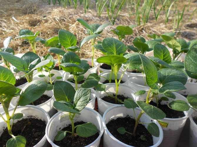 Zaailingen in de volle grond planten en voor de bedden zorgen