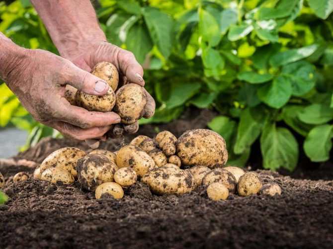 Hoe aardappelen uit zaden te kweken?