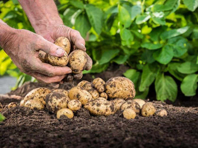Hoe aardappelen uit zaden te kweken?