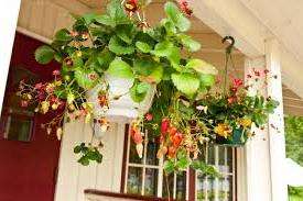 It is best to buy ready-made soil mix from the store, as it has a unique composition for flowering plants.