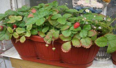 strawberries in pots