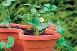 After planting seedlings of remontant strawberries, it is important to provide proper care for them. It is important to cut the bush in a timely manner so that the plant grows well and quickly. As soon as the bush reaches a height of 10 cm, you need