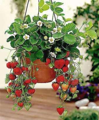 The main difficulty in growing and caring for strawberries in pots is pollination. If you placed the pots outdoors, for example, hung in a planter